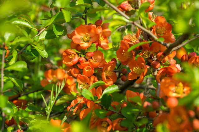 Gutui japonez portocaliu - Chaenomeles superba 'Orange Trail'