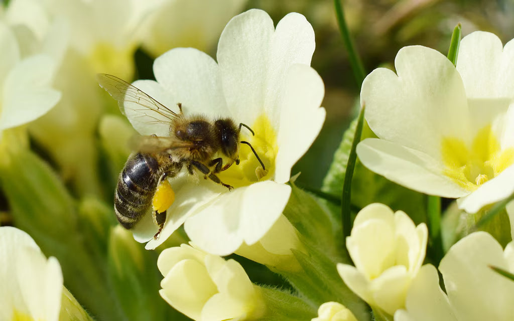 Primule - Primula veris 'Little Queen White'