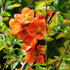 Gutui japonez portocaliu - Chaenomeles superba 'Orange Trail'