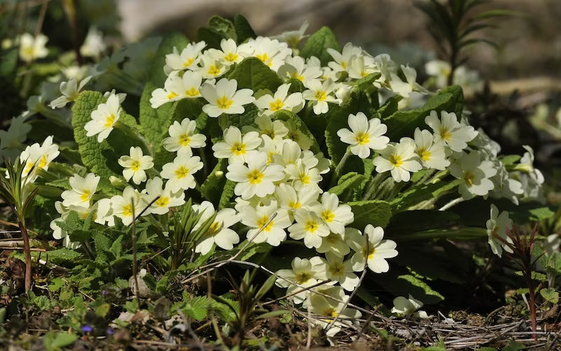 Primule - Primula veris 'Little Queen White'
