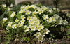 Primule - Primula veris 'Little Queen White'