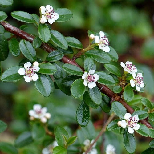 Cotoneaster - Cotoneaster suecicus 'Skogholm'