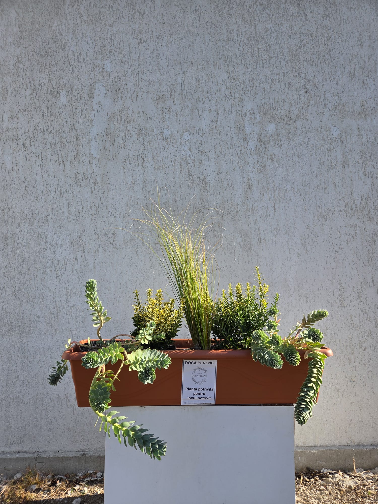 Șoapta Zăpezii - pachet pt jardiniere