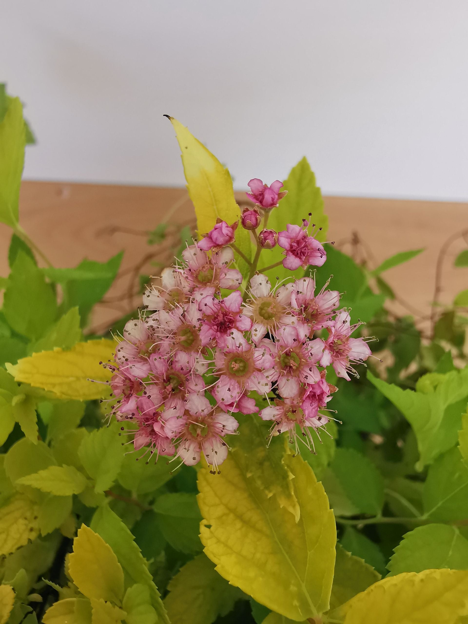 Cununița Golden Princess - Spiraea Japonica 'Golden Princess'
