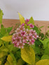 Cununița Golden Princess - Spiraea Japonica 'Golden Princess'