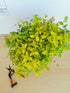 Cununița Golden Princess - Spiraea Japonica 'Golden Princess'