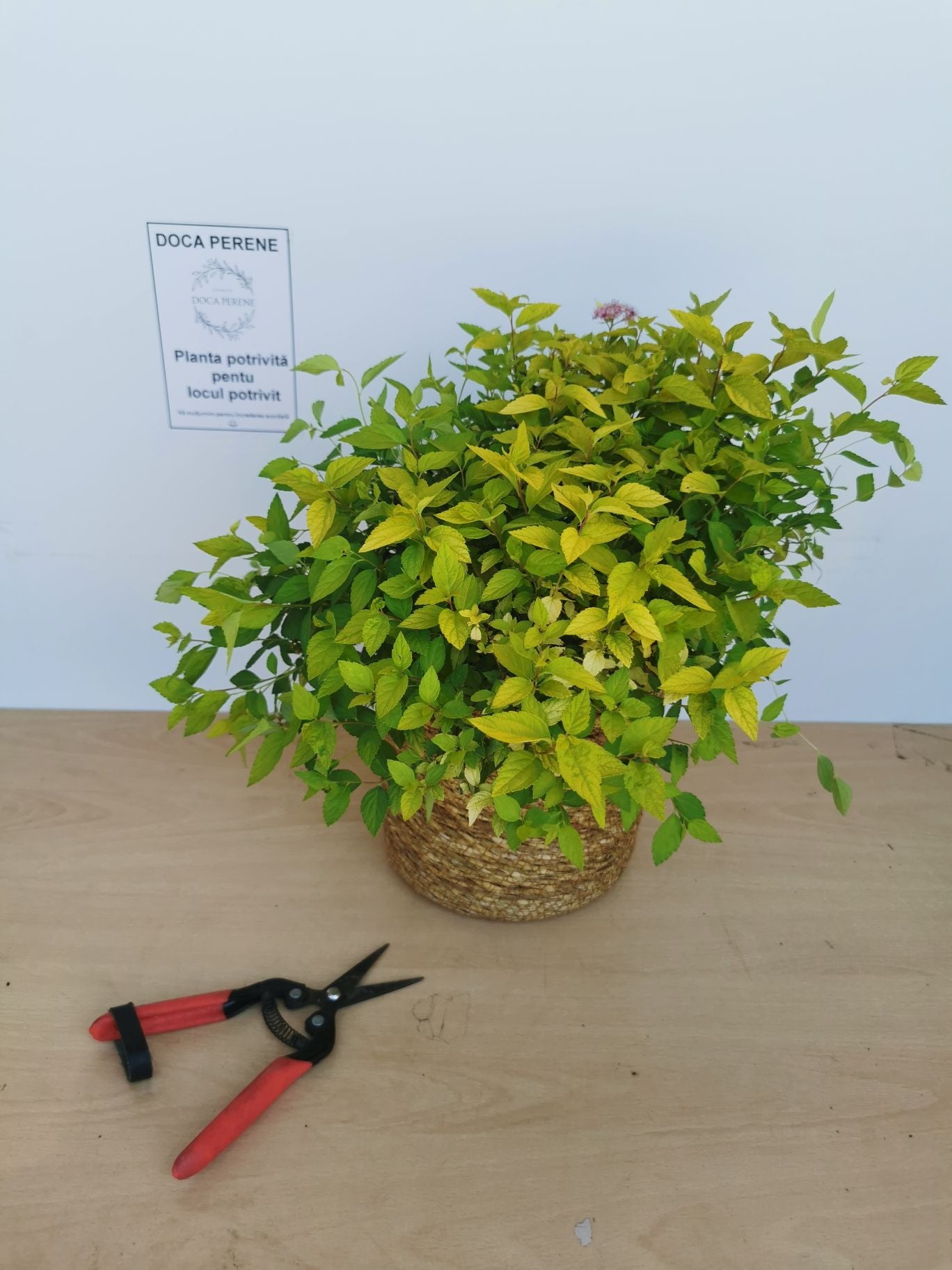 Cununița Golden Princess - Spiraea Japonica 'Golden Princess'