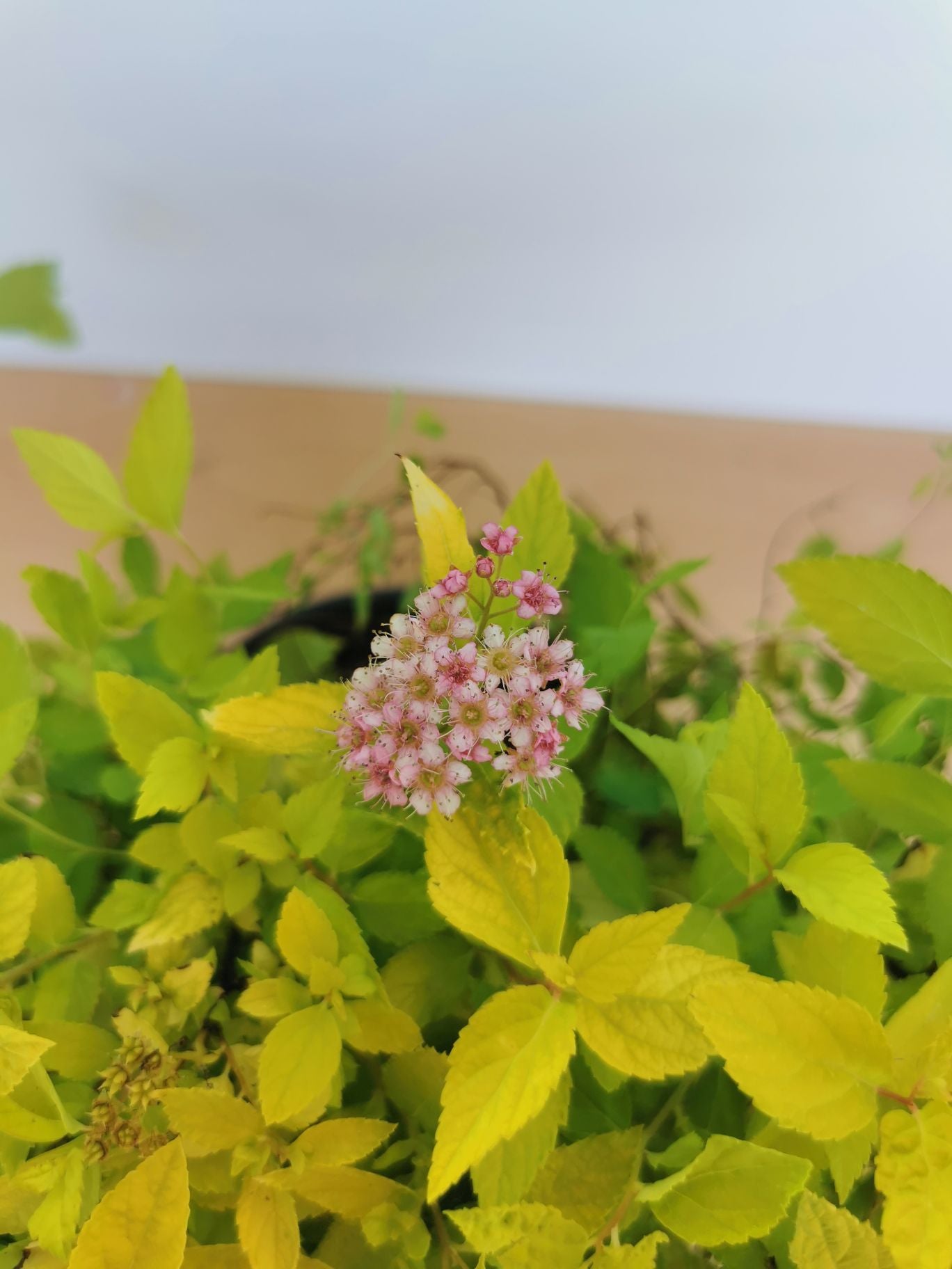 Cununița Golden Princess - Spiraea Japonica 'Golden Princess'