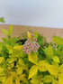 Cununița Golden Princess - Spiraea Japonica 'Golden Princess'