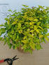 Cununița Golden Princess - Spiraea Japonica 'Golden Princess'