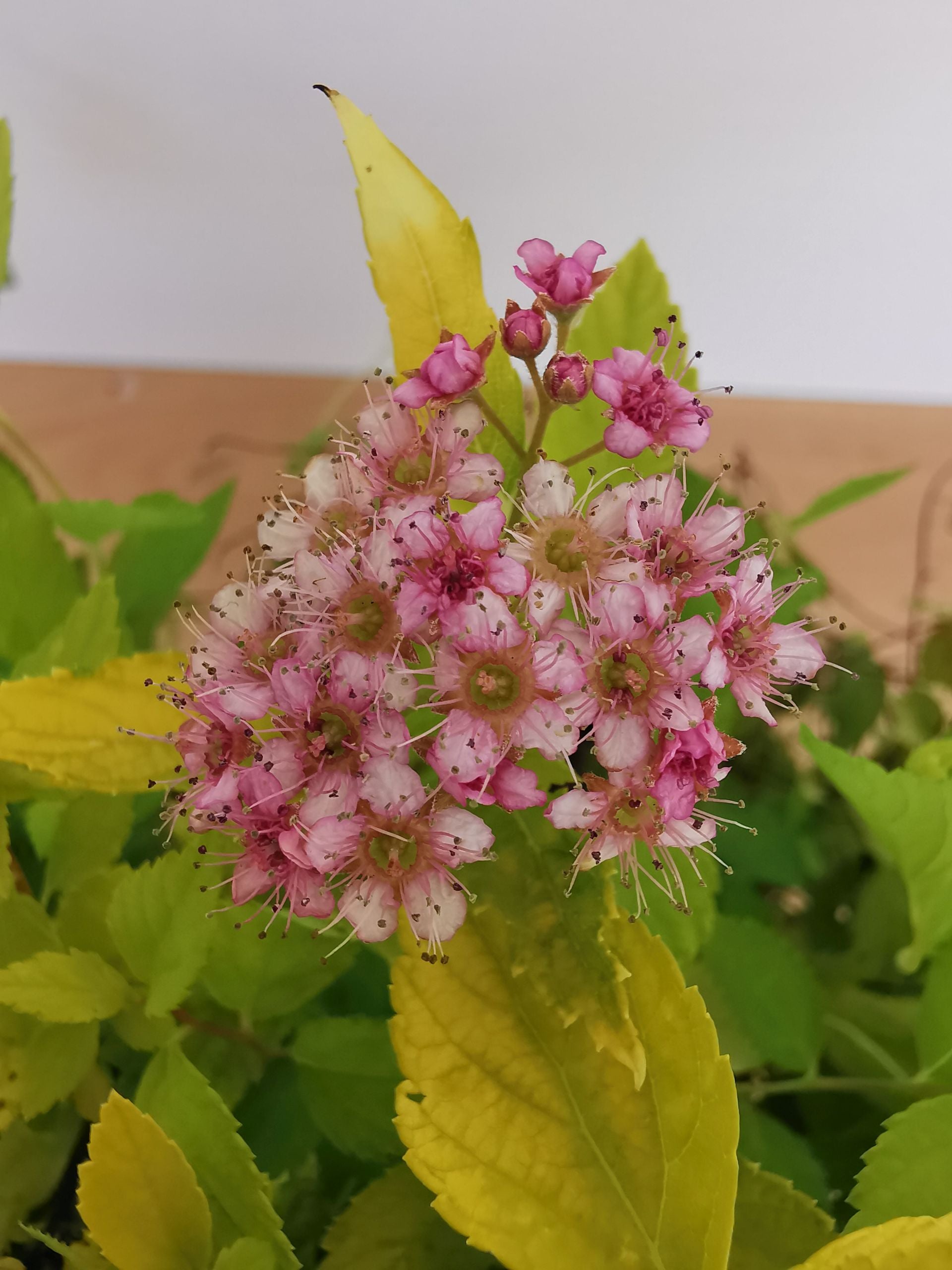 Cununița Golden Princess - Spiraea Japonica 'Golden Princess'