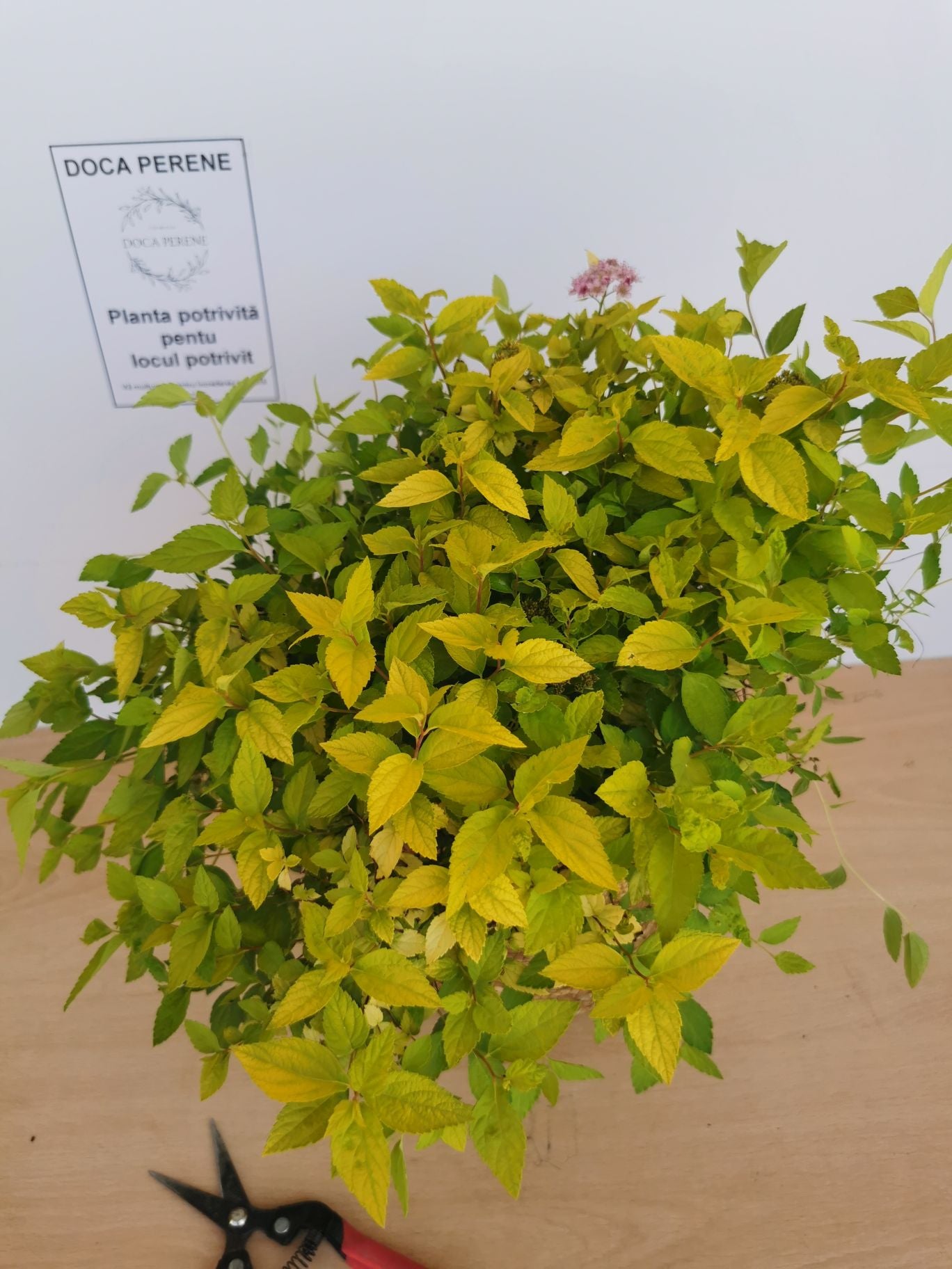 Cununița Golden Princess - Spiraea Japonica 'Golden Princess'