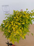 Cununița Golden Princess - Spiraea Japonica 'Golden Princess'