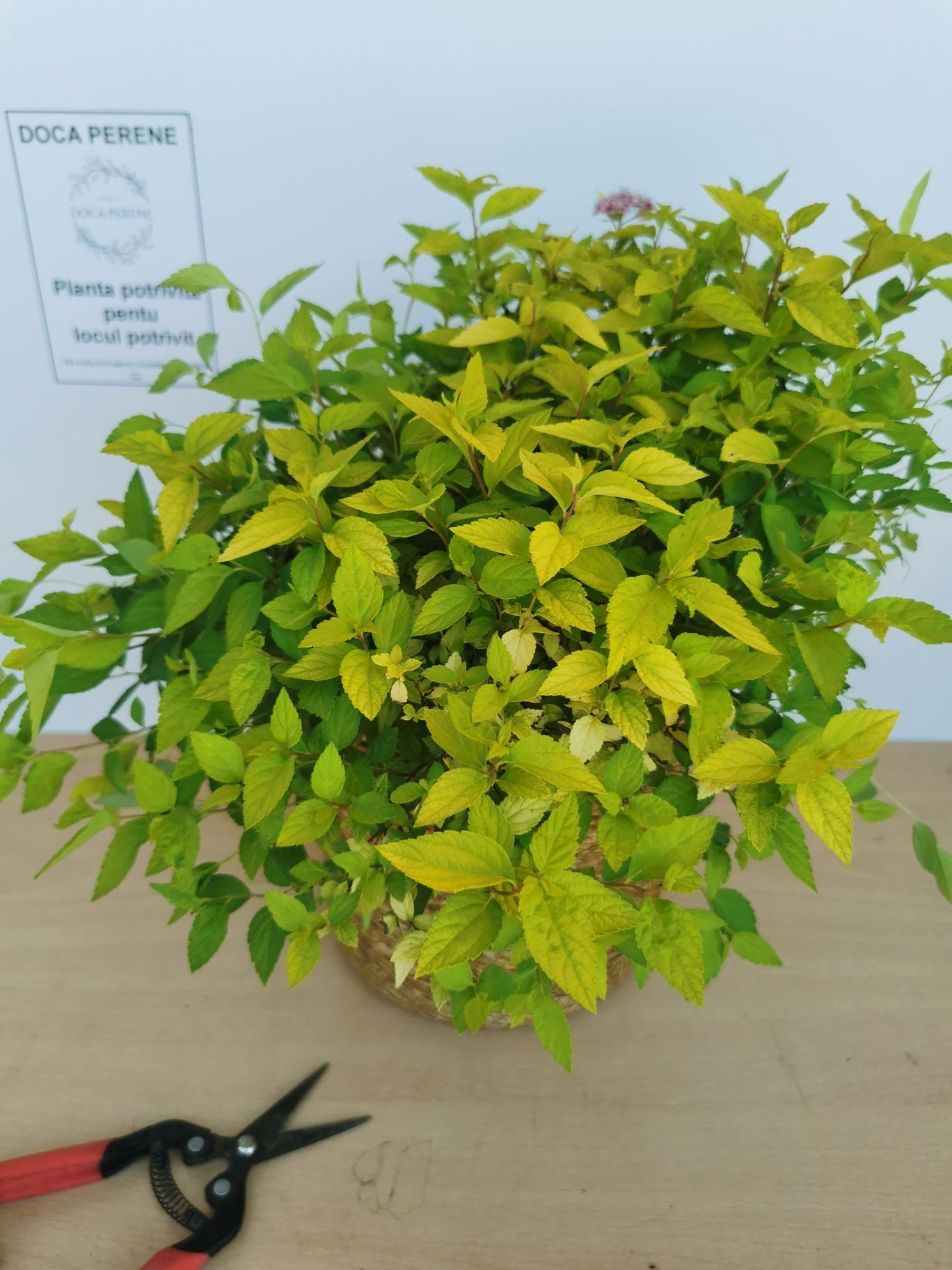 Cununița Golden Princess - Spiraea Japonica 'Golden Princess'