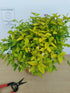 Cununița Golden Princess - Spiraea Japonica 'Golden Princess'