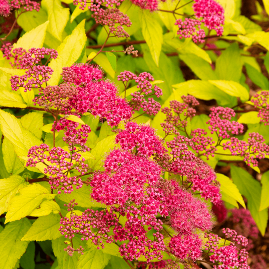 Cununiță aurie - Spiraea japonica 'Goldflame'