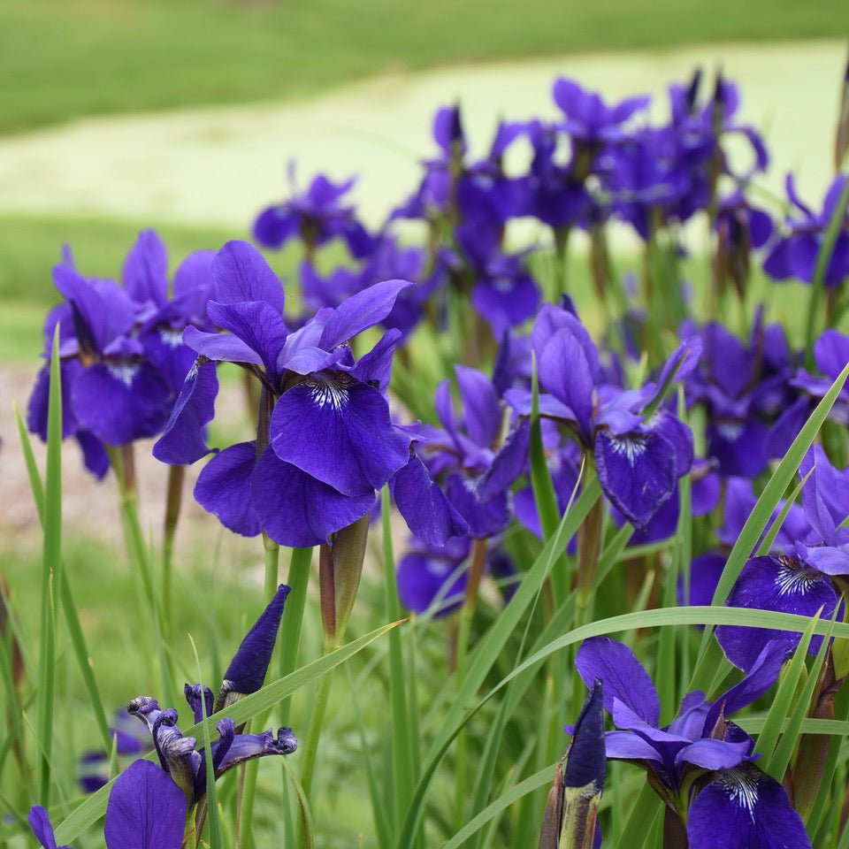 Stânjănel siberian - Iris sibirica Blue - DocaPerene