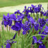Stânjănel siberian - Iris sibirica Blue - DocaPerene