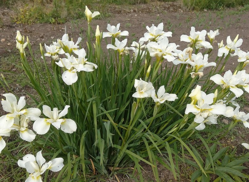 Stânjenel siberian alb - Iris sibirica White - DocaPerene
