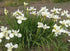 Stânjenel siberian alb - Iris sibirica White - DocaPerene