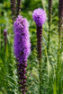 Steaua strălucitoare mov - Liatris spicata Kobold - DocaPerene