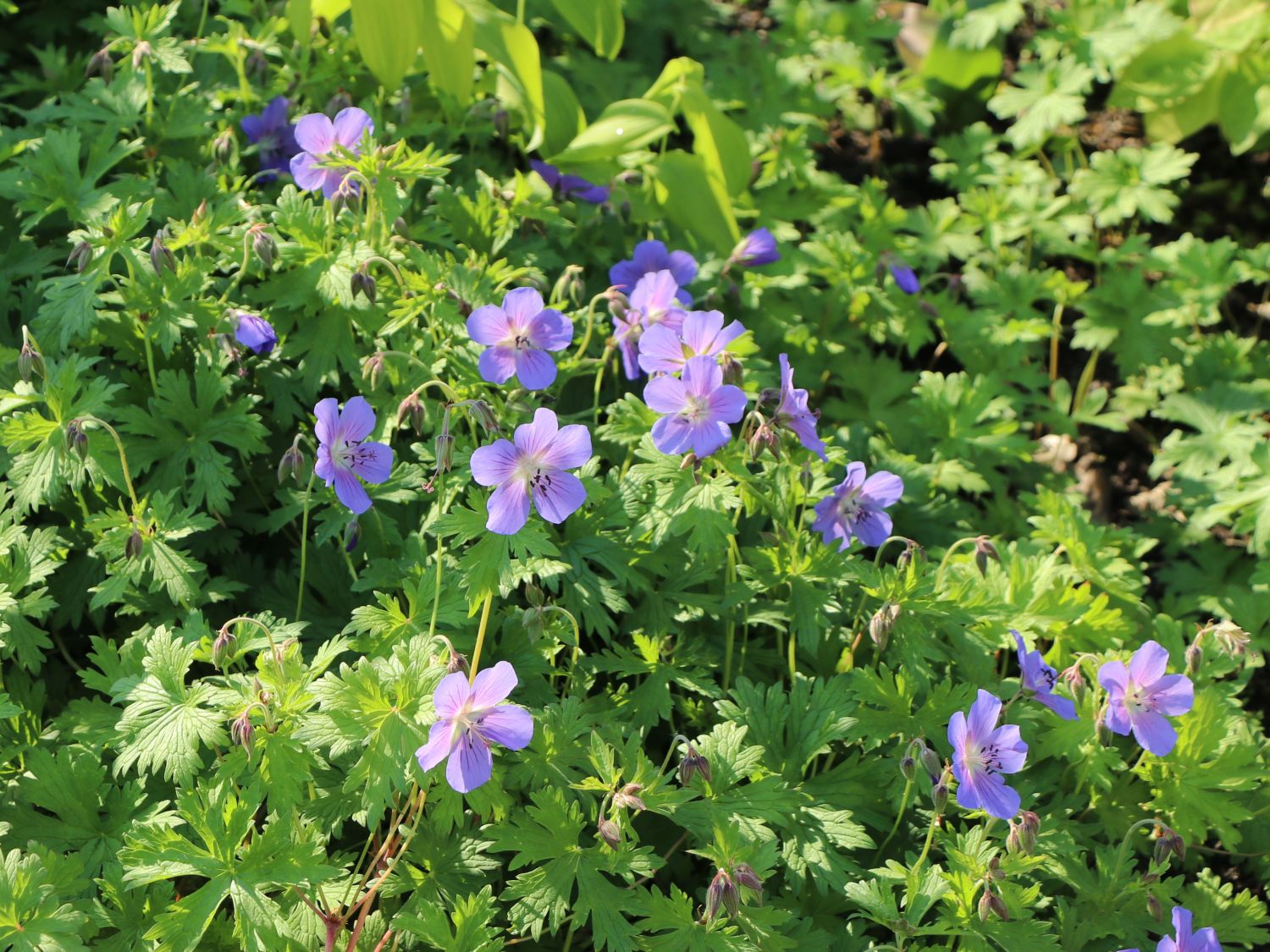 Ciocul berzei - Geranium hybrida Johnson's Blue