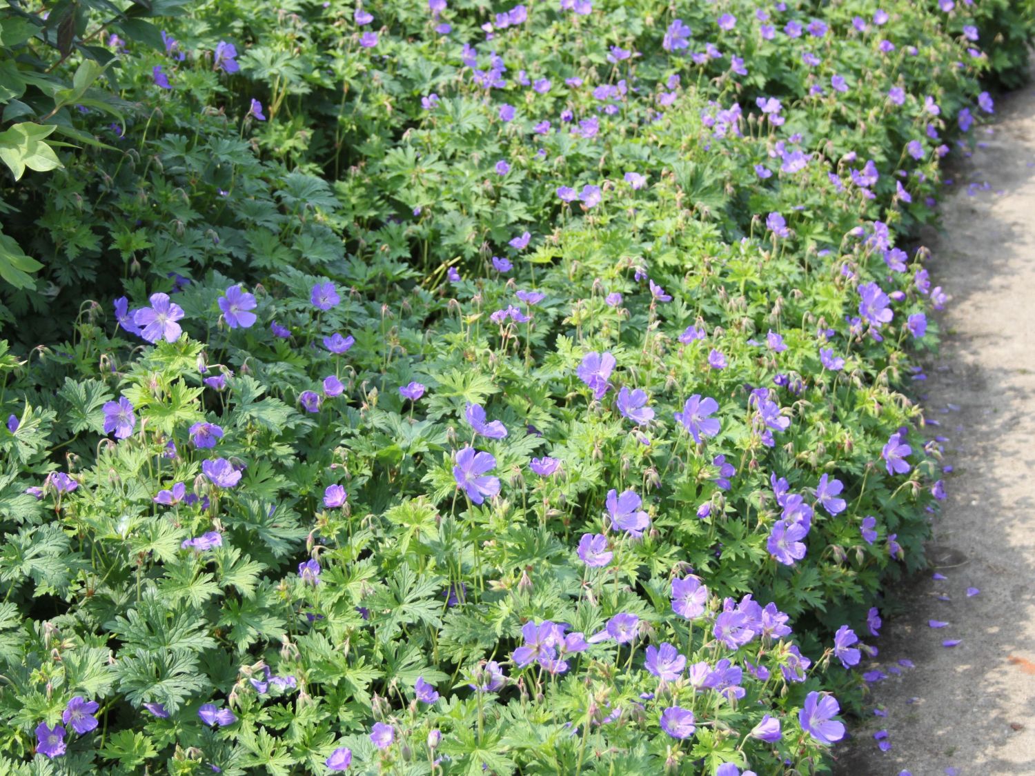 Ciocul berzei - Geranium hybrida Johnson's Blue