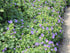 Ciocul berzei - Geranium hybrida Johnson's Blue