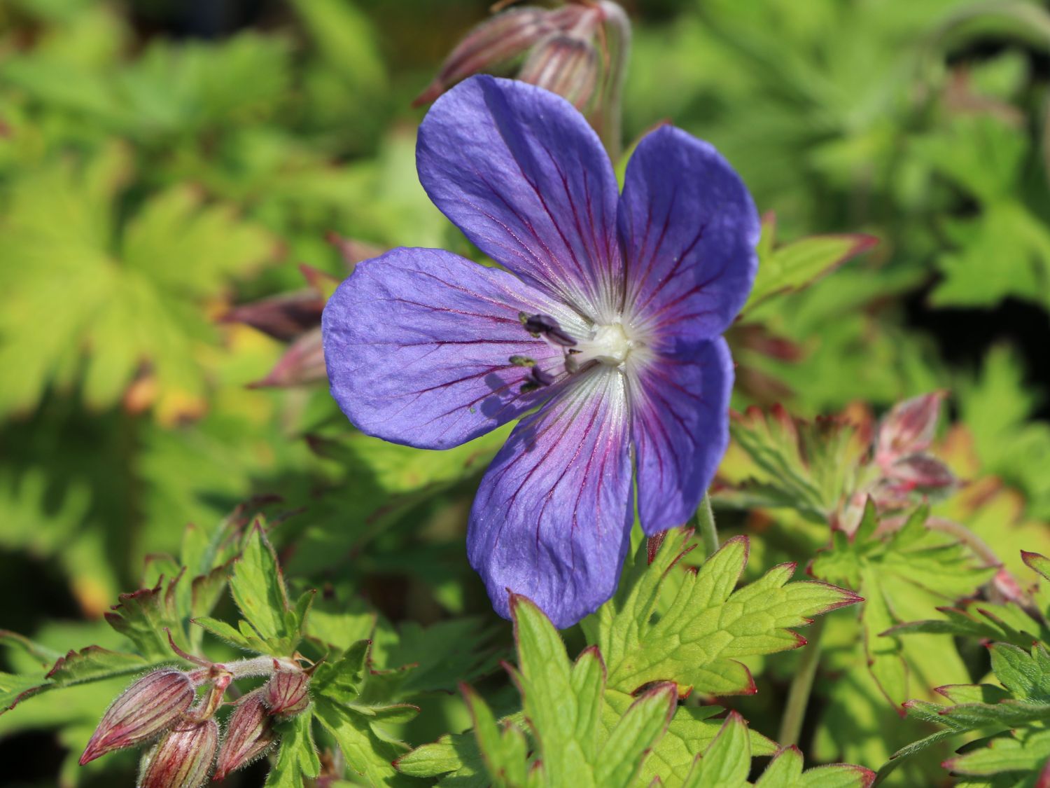 Ciocul berzei - Geranium hybrida Johnson's Blue