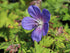 Ciocul berzei - Geranium hybrida Johnson's Blue