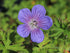 Ciocul berzei - Geranium hybrida Johnson's Blue