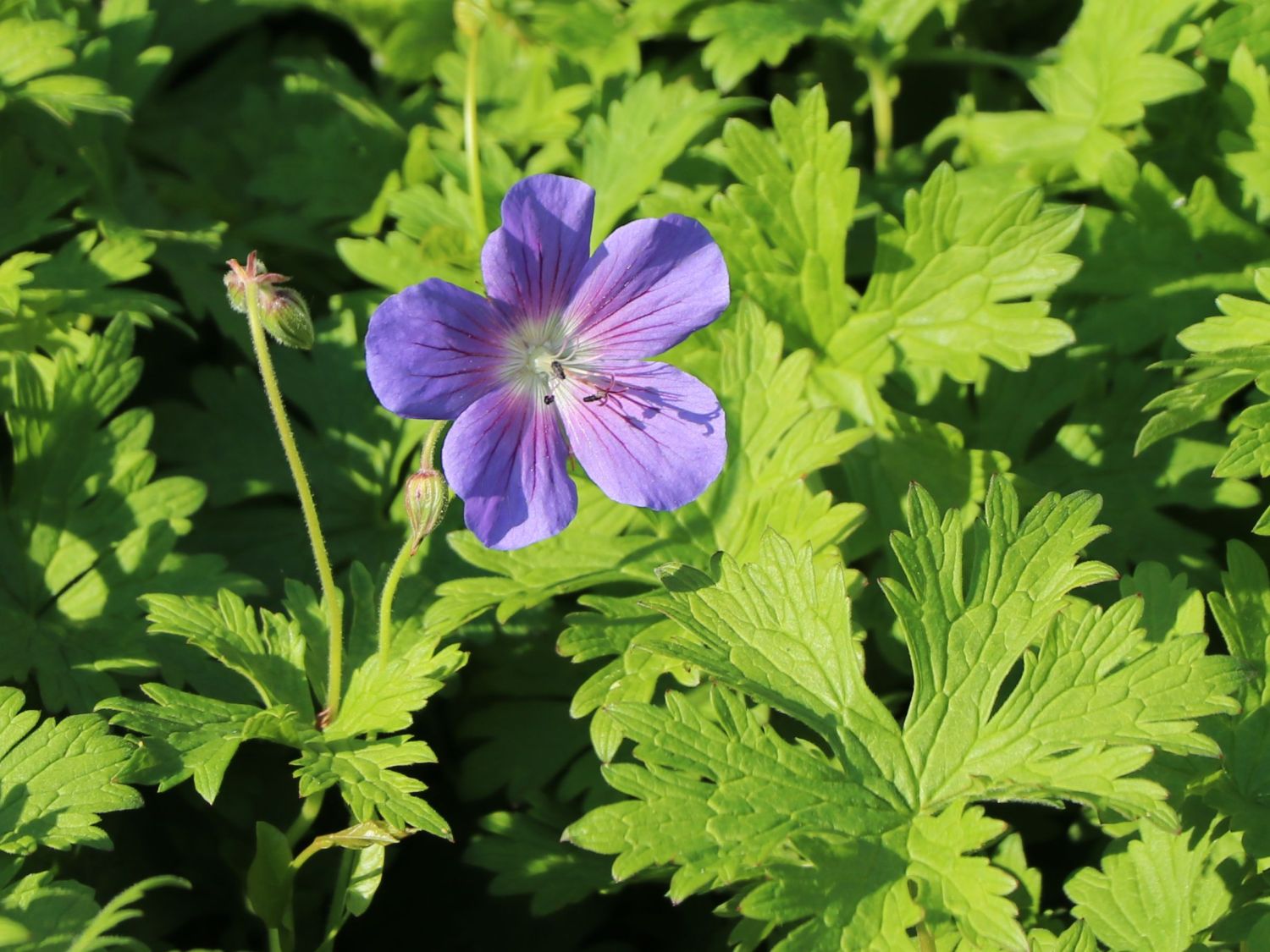 Ciocul berzei - Geranium hybrida Johnson's Blue