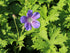 Ciocul berzei - Geranium hybrida Johnson's Blue