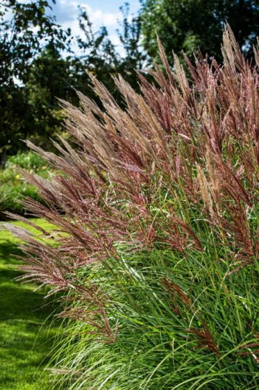 Stuf chinezesc roșu - Miscanthus sinensis 'Red Chief' - DocaPerene