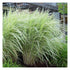 Stuf chinezesc variegat - Miscanthus sinensis variegatus - DocaPerene