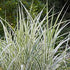 Stuf chinezesc variegat - Miscanthus sinensis variegatus - DocaPerene