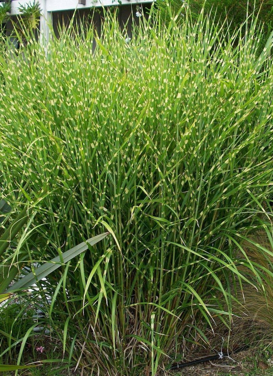 Stuf chinezesc Zebrinus - Miscanthus sinensis Zebrinus - DocaPerene