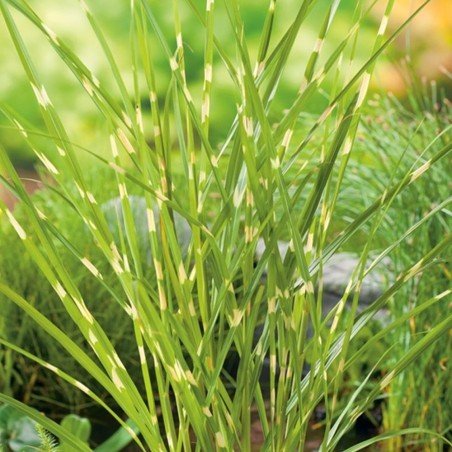 Stuf chinezesc Zebrinus - Miscanthus sinensis Zebrinus - DocaPerene