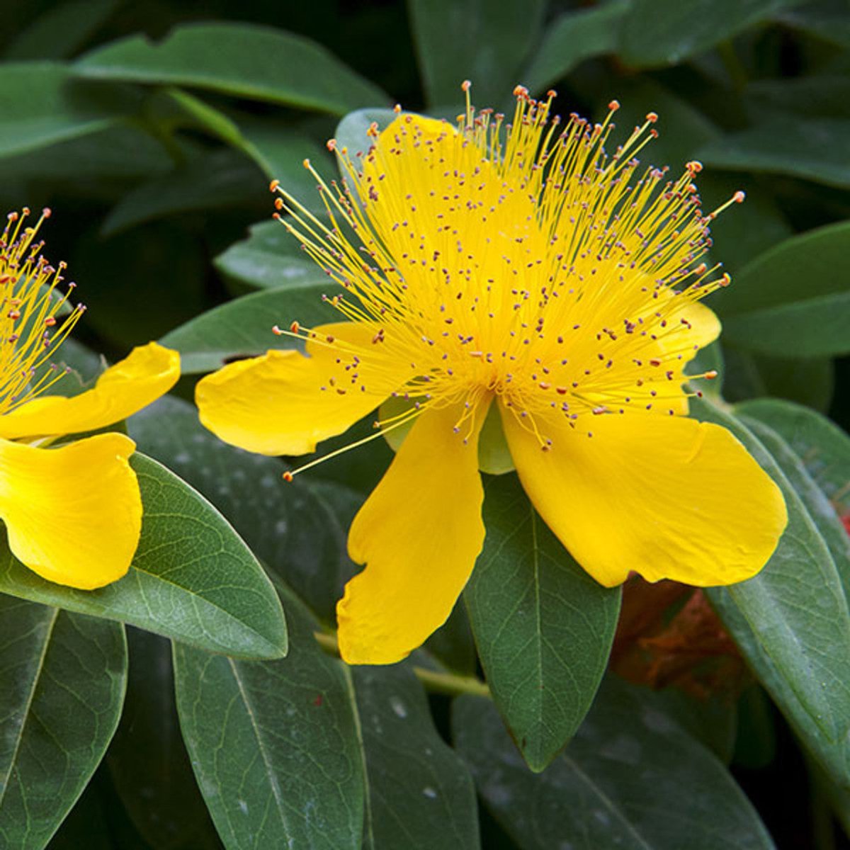 Sunătoare veșnic verde - Hypericum calycinum - DocaPerene