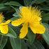 Sunătoare veșnic verde - Hypericum calycinum - DocaPerene