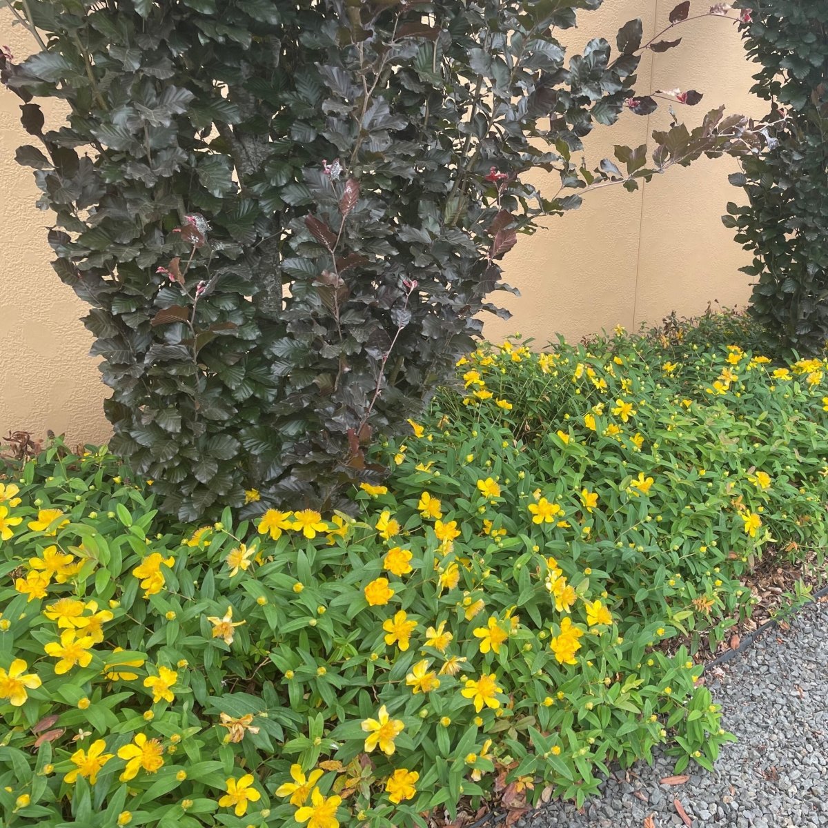 Sunătoare veșnic verde - Hypericum calycinum - DocaPerene