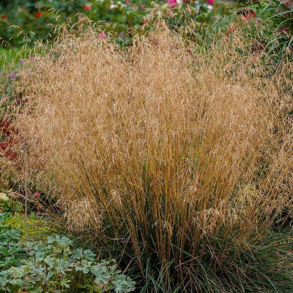 Tarsa Mare - Deschampsia cespitosa - DocaPerene