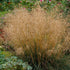 Tarsa Mare - Deschampsia cespitosa - DocaPerene
