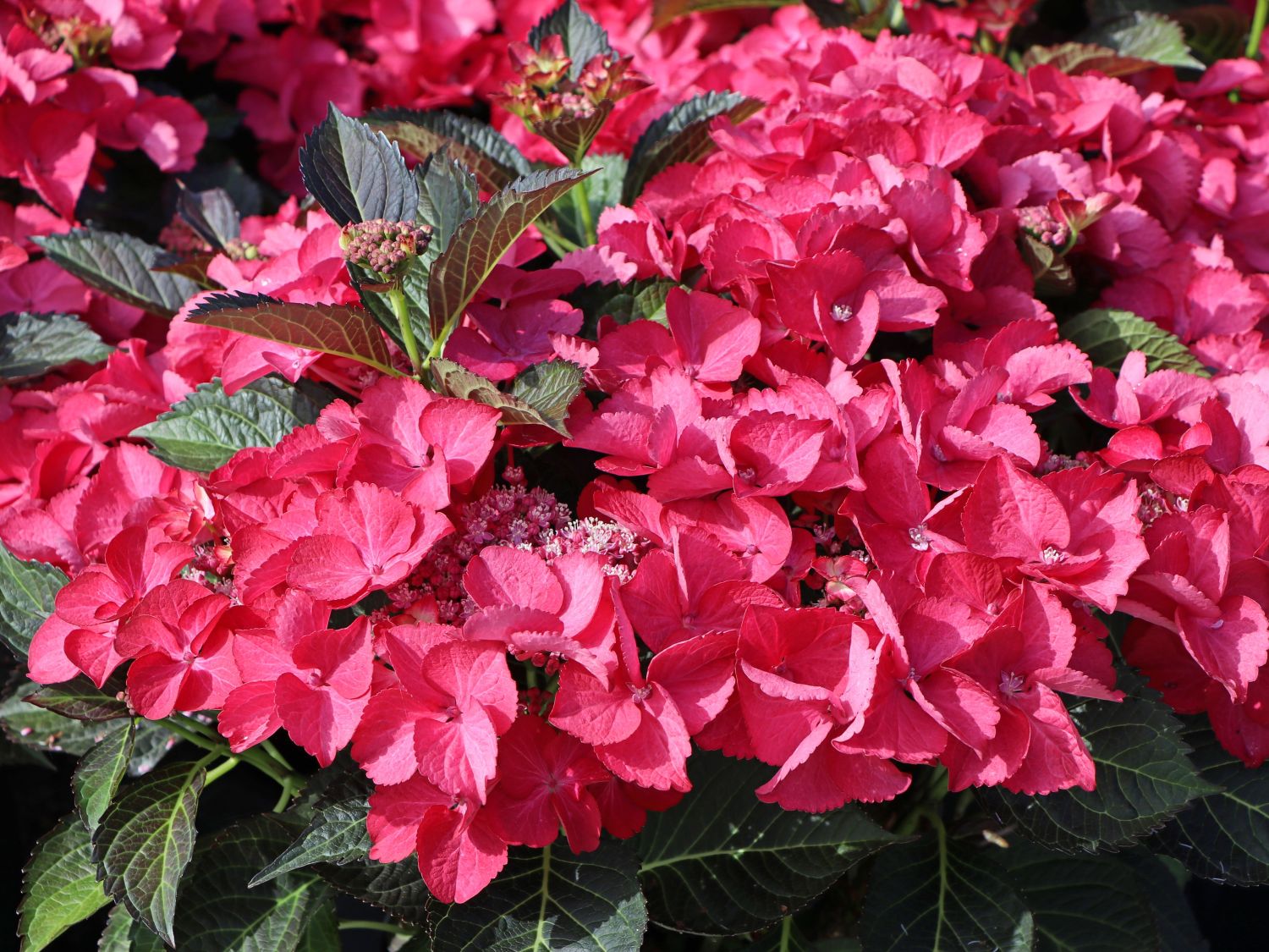Hortensia de grădină - Hydrangea macrophylla Dark Angel
