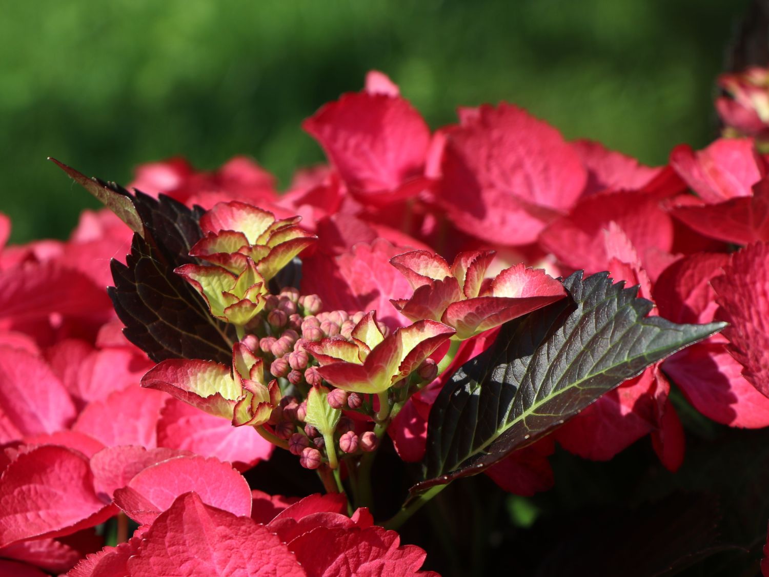 Hortensia de grădină - Hydrangea macrophylla Dark Angel