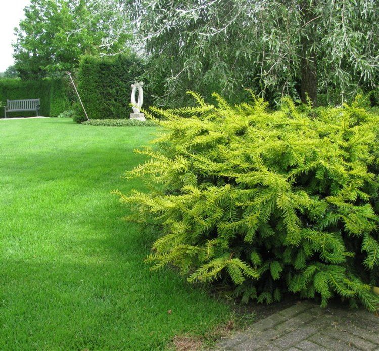Tisa 'Summergold' - Taxus baccata 'Summergold' - DocaPerene