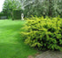 Tisa 'Summergold' - Taxus baccata 'Summergold' - DocaPerene