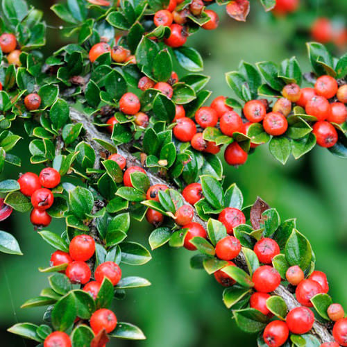 Cotoneaster - Cotoneaster suecicus 'Skogholm'