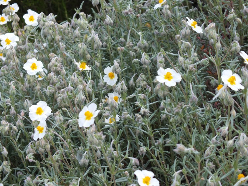 Trandafir de stâncă alb - Helianthemum nummularium ‘The Bride’ - DocaPerene