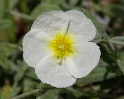 Trandafir de stâncă alb - Helianthemum nummularium ‘The Bride’ - DocaPerene